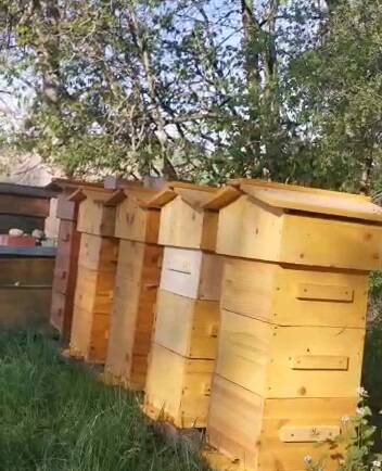 Besiedlung eines Warre-Bienenstocks im Rahmen der natürlichen Imkerei